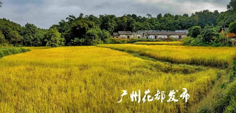 广州市花都区梯面镇门票:0元#夏良农业公园一期由白云区供销联社打造