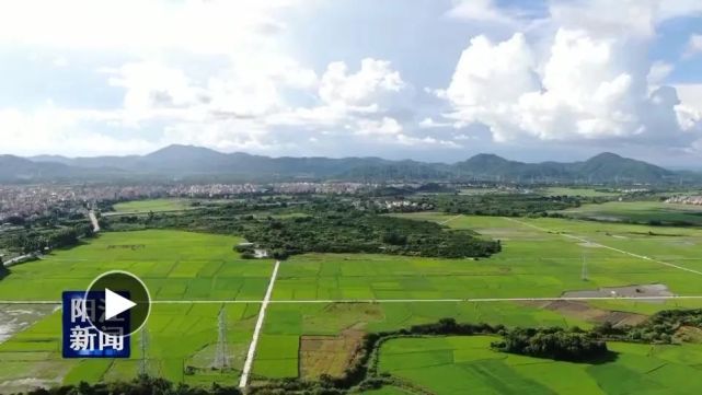 阳西上洋:田园风光美如画|阳西县|田园|上洋|阳江广播电视台|阳江