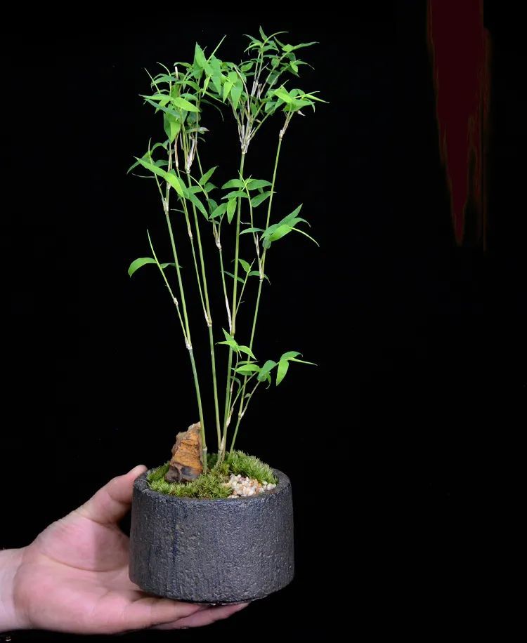 什么状叶茂成语_根深叶茂图片(5)