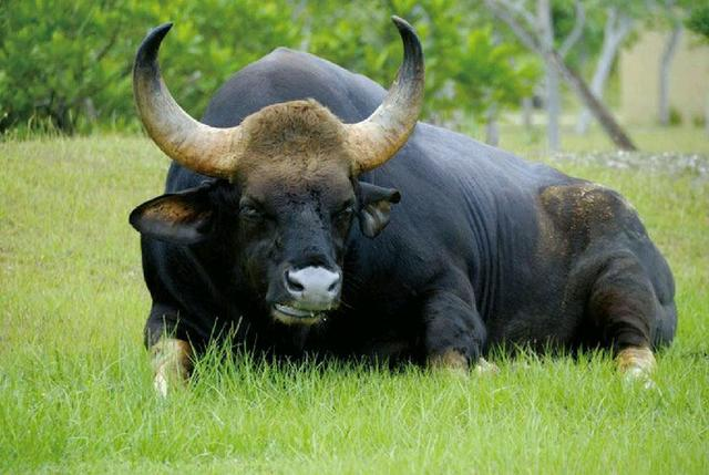 你知道世界上最大的牛是什么品种?