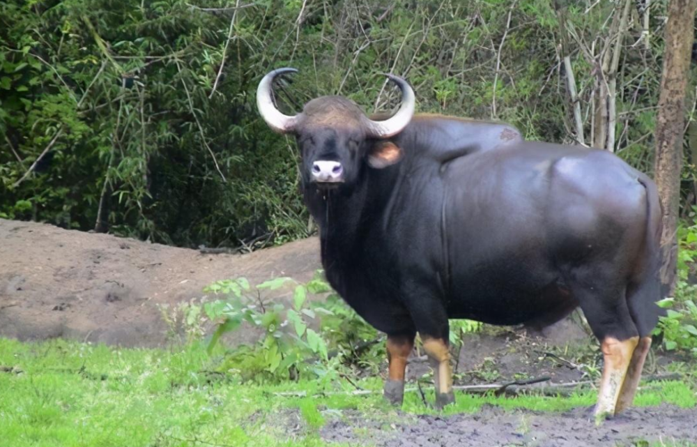 你知道世界上最大的牛是什么品种
