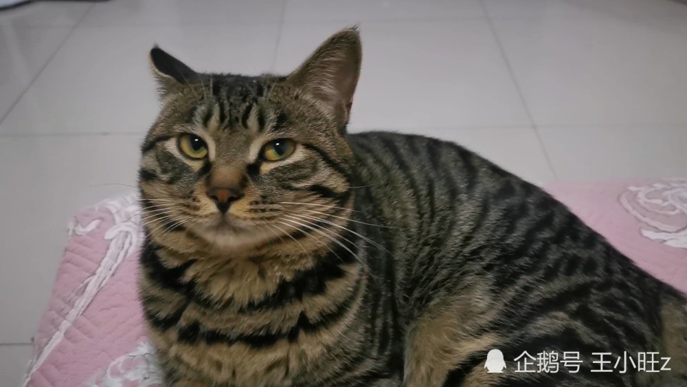 小心眼嫉妒心很强的中华田园狸花猫