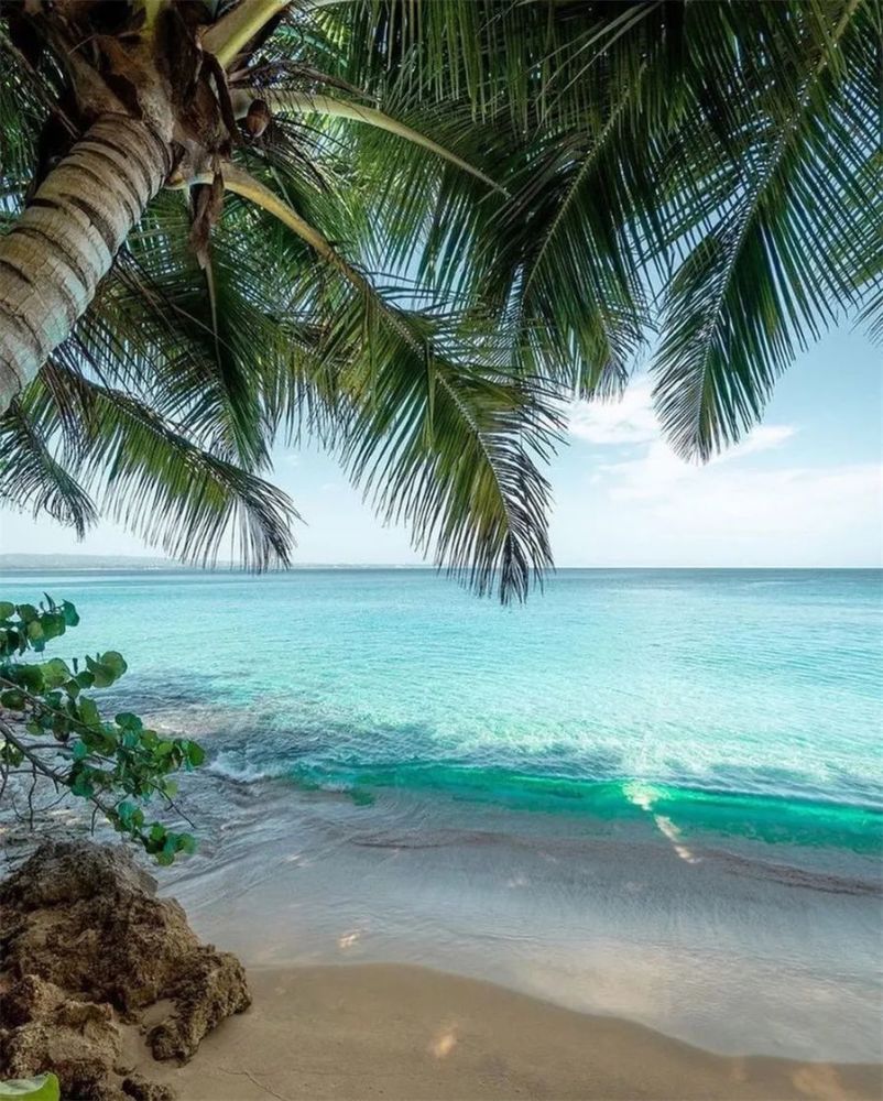 椰树海滩惬意