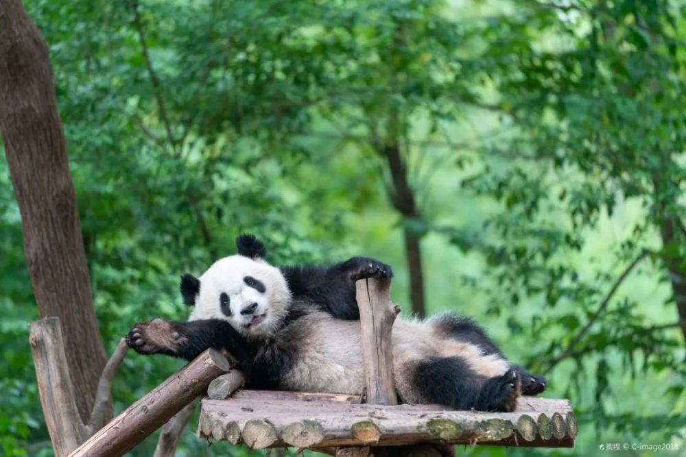 西南亲子景点榜第1名-成都大熊猫繁育研究基地