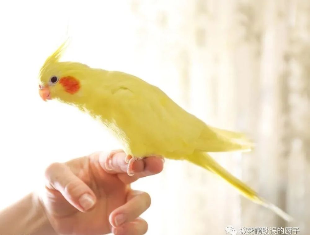 家养鹦鹉怎么上手以及说话?最简单的训练方法告诉你,新手必看