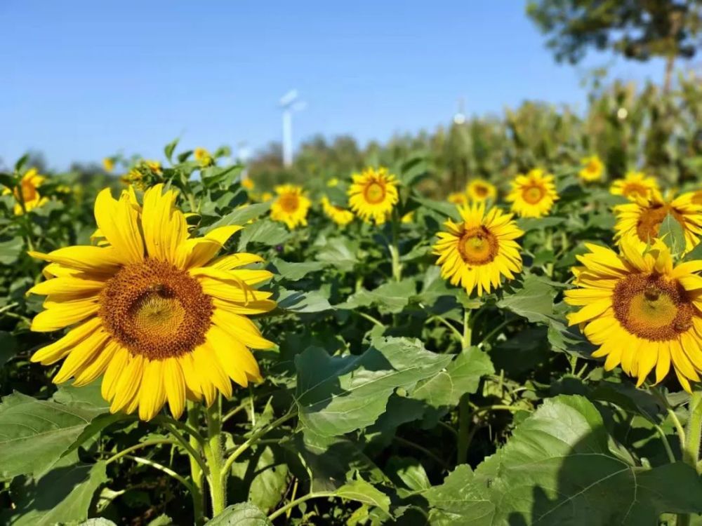 顺义这片免费的金色花海,20万株向日葵等您打卡!