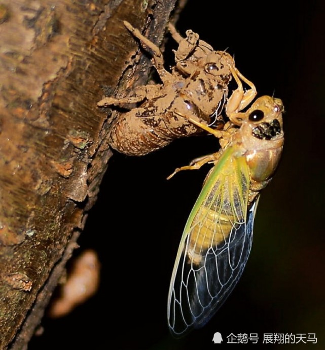 蝉这种生物基于自身存在于自然有何意义?它是不是一种害虫?
