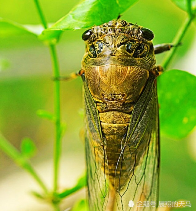 蝉这种生物基于自身存在于自然有何意义?它是不是一种害虫?