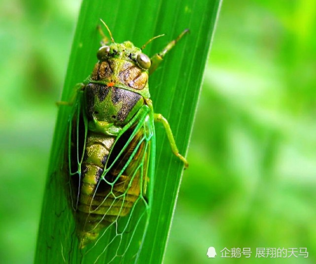 蝉这种生物基于自身存在于自然有何意义?它是不是一种害虫?