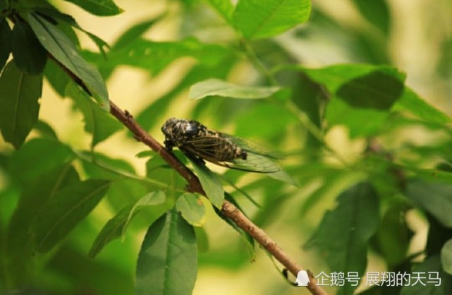 蝉这种生物基于自身存在于自然有何意义?它是不是一种害虫?