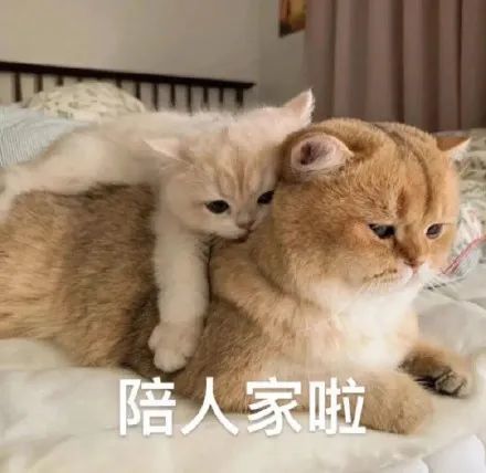 表情包闭上眼睛就不会悲伤了