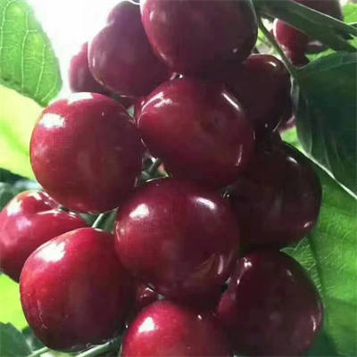 新品种火箭樱桃树苗怎么样12年生矮化吉塞拉火箭樱桃树苗