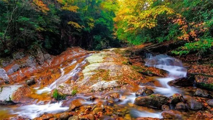 最新!光雾山红叶指数已达Ⅱ级,树叶变色率为35%-60%