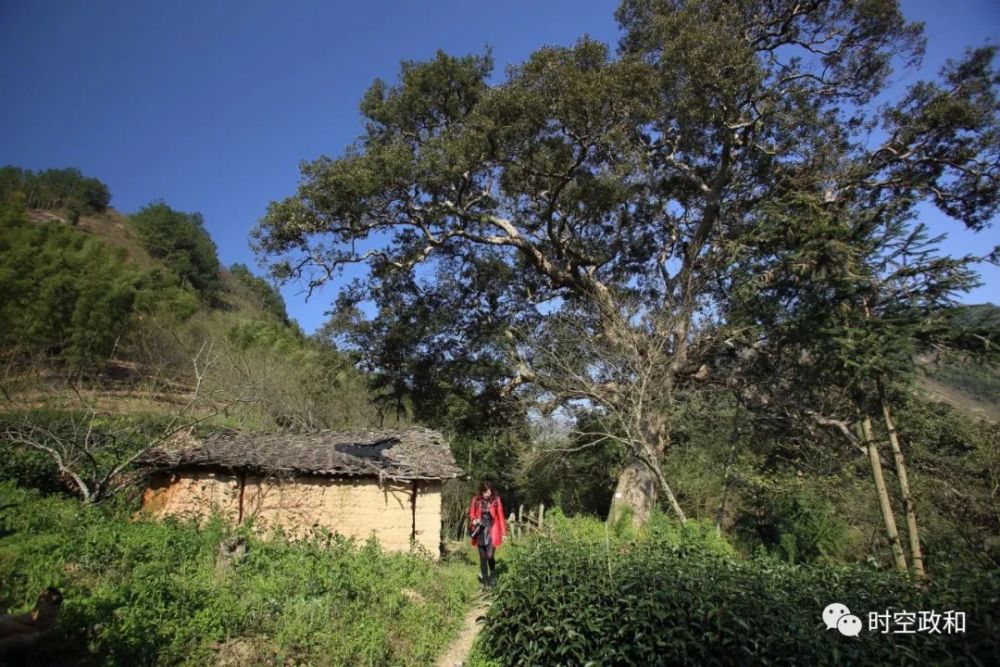 在政和县星溪乡九蓬村后九蓬自然村后,有一棵树龄达1500年的古树,是