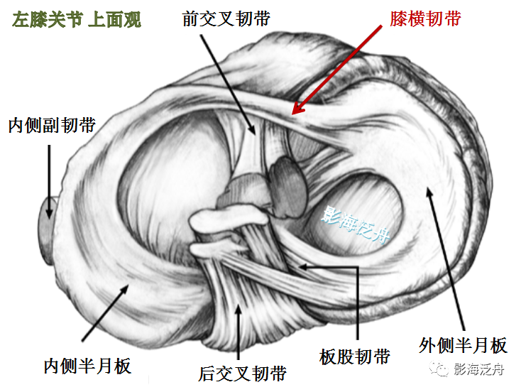 一文掌握膝横韧带解剖