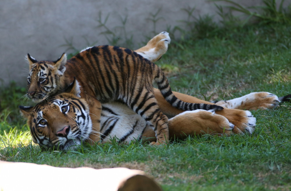 这是10月8日在墨西哥瓜达拉哈拉动物园拍摄的孟加拉虎幼崽.
