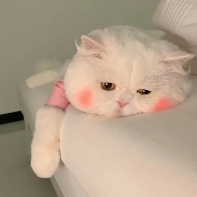 可爱又沙雕得猫咪情侣头像,快来收藏吧