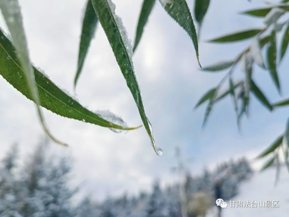2021年初雪已到货!法台山雪景刷屏,美到窒息.