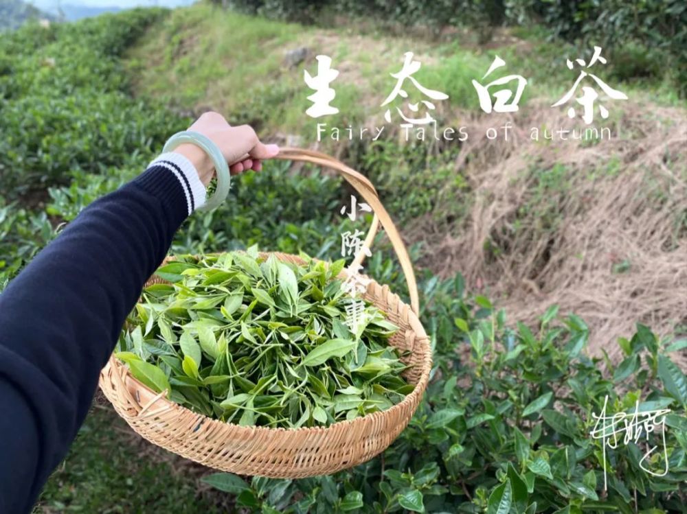同样是白茶,高山茶,平地茶,有机茶,台地茶,生态茶有什么区别