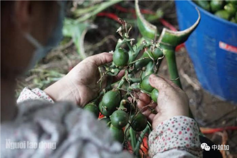 越南清化槟榔种植基地面向中国市场,每年收入上亿盾_腾讯新闻