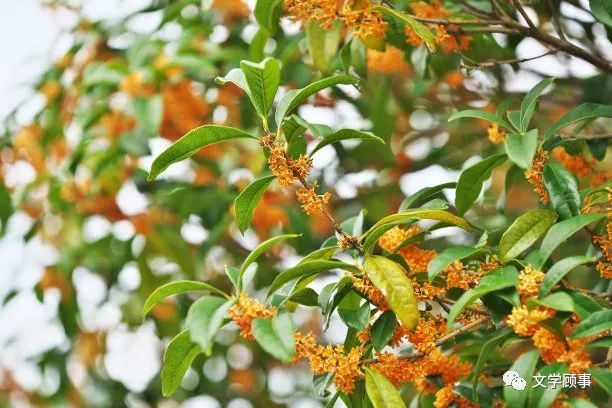 院墙外的那棵桂花树