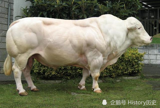 比利时蓝牛:浑身都是肌肉,体重可达2000斤,只能剖腹产