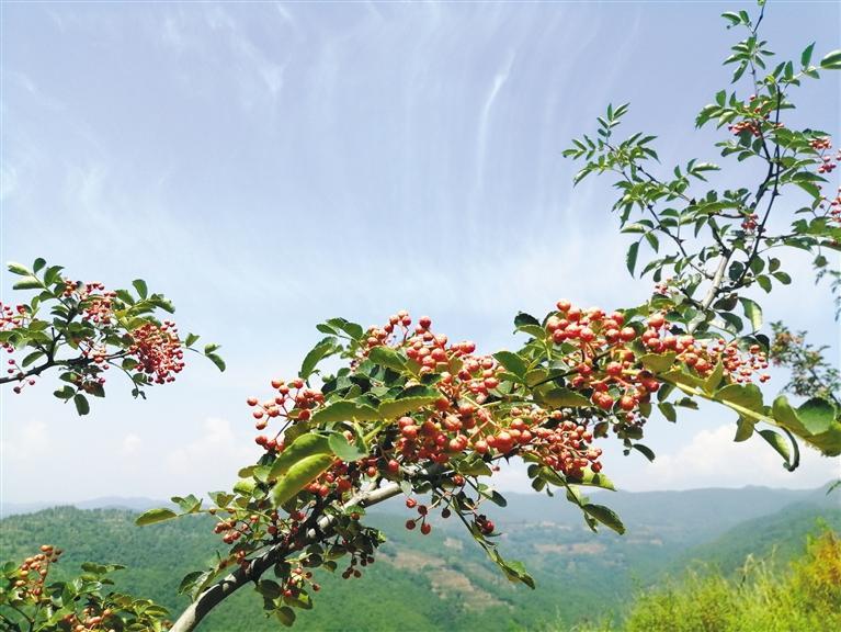 韩城花椒香飘四十年