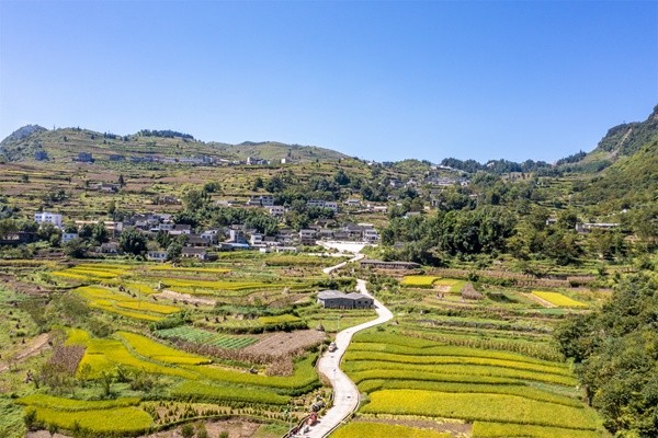 贵州毕节:生机镇焕发"生机"稻田景色如画美