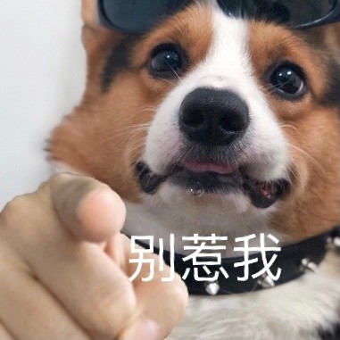 心心念念的小柯基的可爱表情包