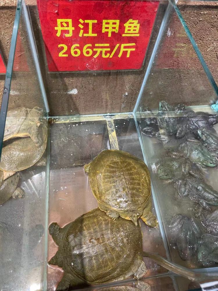金元甲甲鱼:肥硕滋补,爽滑q弹,吃货们再也按捺不住了!