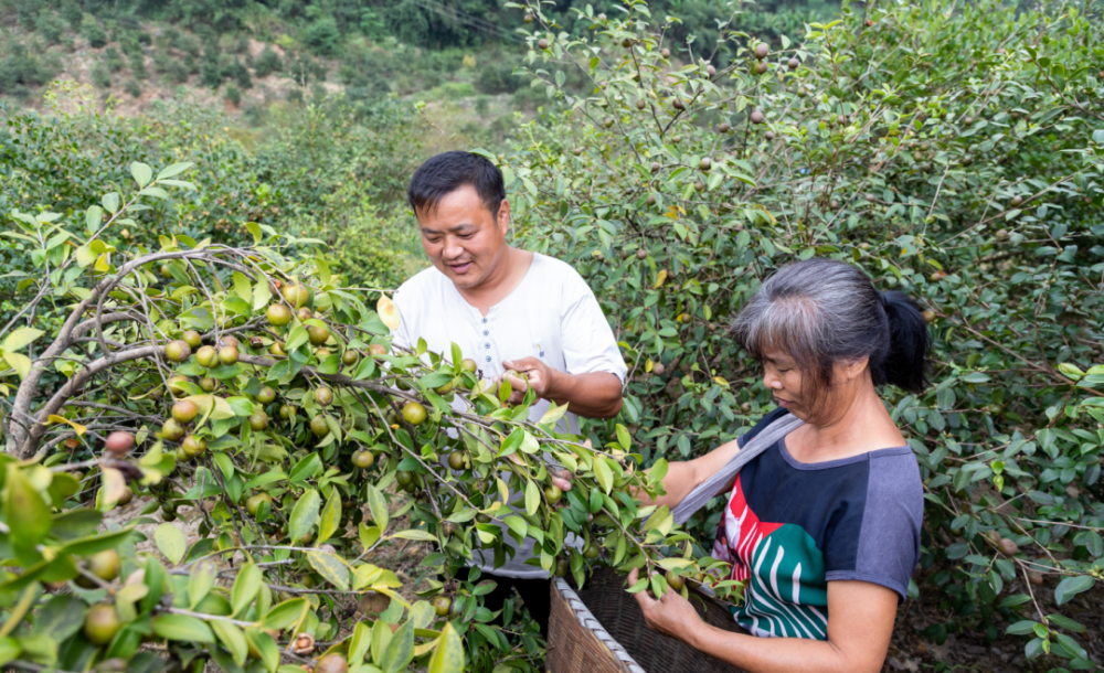 山谷里秋风起茶油香这就是金秋的味道