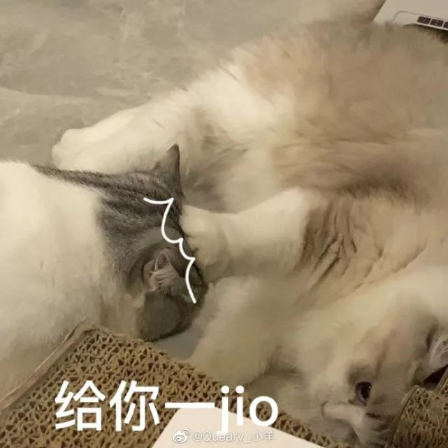 猫咪表情包|吃我一记喵喵拳!