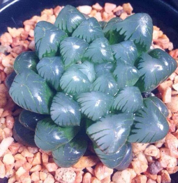 秋天养多肉玉露死记硬背4个要点叶片晶莹剔透美极了