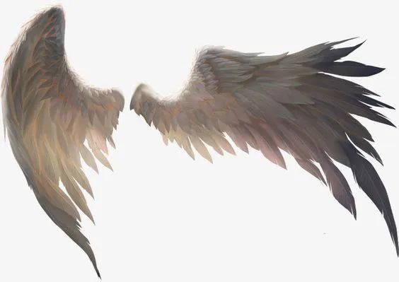 绘画素材有着雪白翅膀的不一定是天使一组超棒的翅膀素材分享