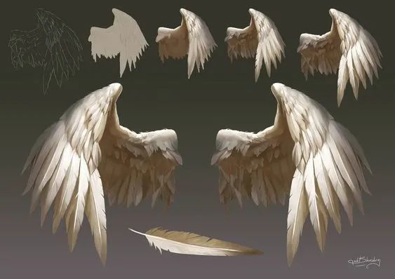 绘画素材有着雪白翅膀的不一定是天使一组超棒的翅膀素材分享