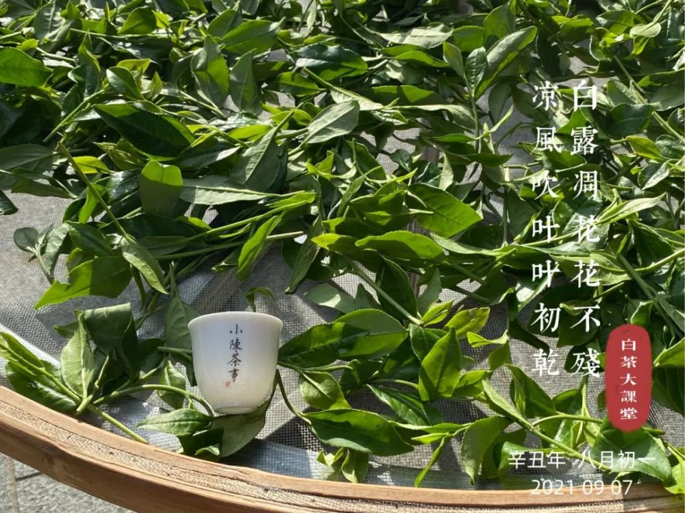 白露茶和寿眉有什么区别白露茶也是白茶吗详解茶友的3个疑问