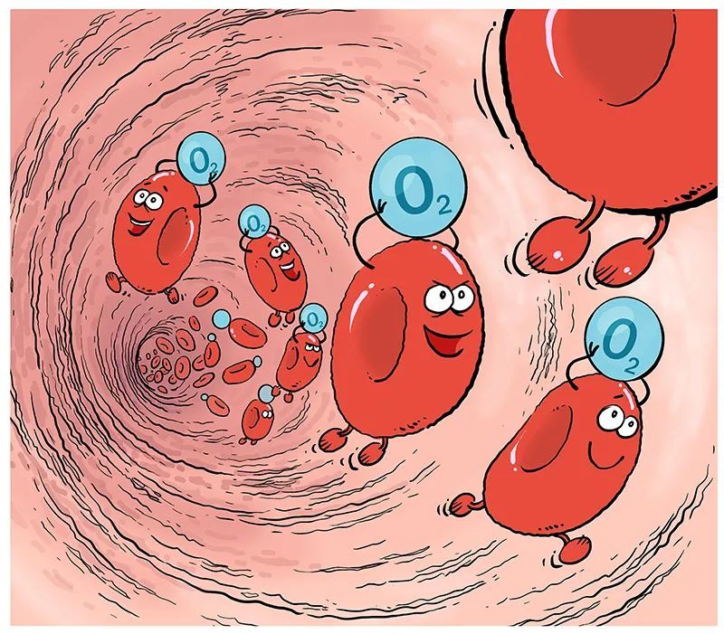 【漫绘科普】"氧气快递员"的人体循环之旅