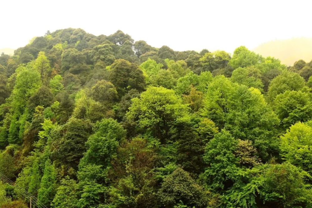 亚热带常绿落叶阔叶混交林南岳衡山保护区