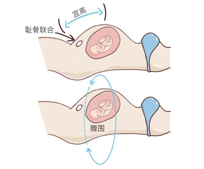 妊娠期子宫增大有一定规律,表现为宫高,腹围增加,曾用于推算胎儿的