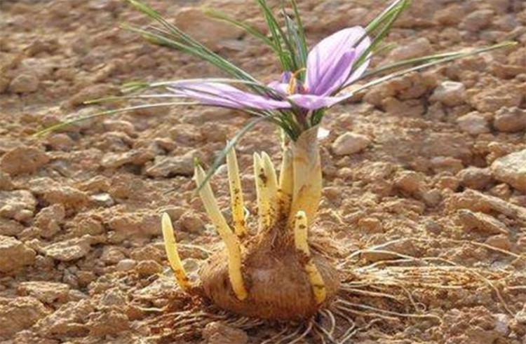 藏红花生长的盆土要求不是很高,大家可以自行用腐叶土和沙土进行搭配