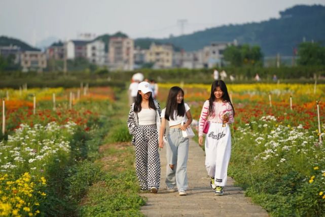 富川神仙湖花海超百亩花卉全面绽放,赶紧邀伴!