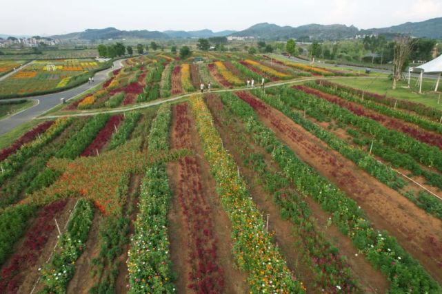 富川神仙湖花海超百亩花卉全面绽放,赶紧邀伴