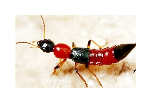俗称飞蚂蚁酷似长翅膀的蚂蚁若遇到别用手拍会分泌毒液