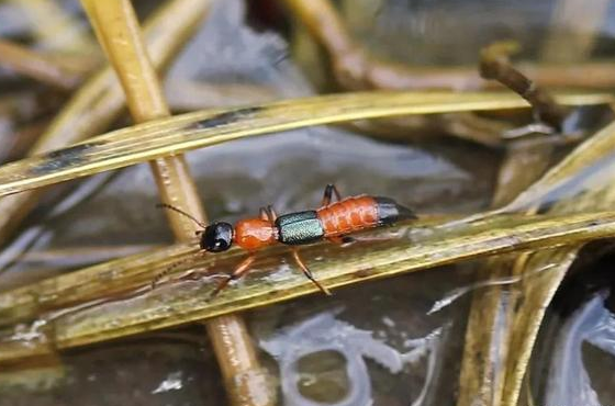 俗称"飞蚂蚁",酷似长翅膀的蚂蚁,若遇到别用手拍,会分泌毒液