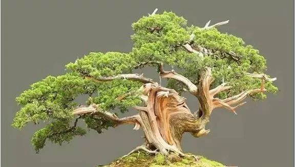 盆景轮次修剪造型法