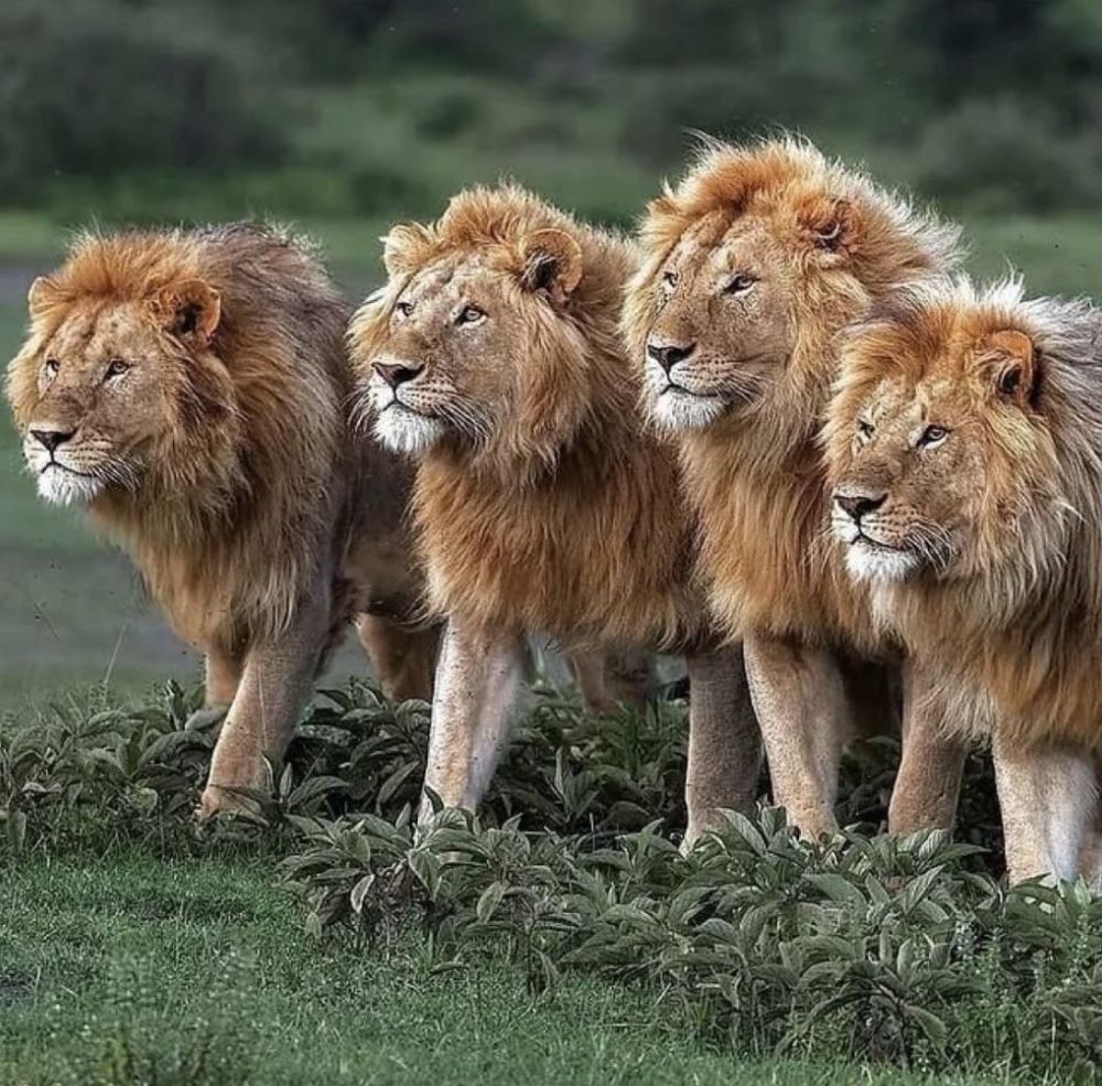 6只成年雄狮组成坏男孩联盟,以绝对的实力,接管了8个狮群,占领了大约