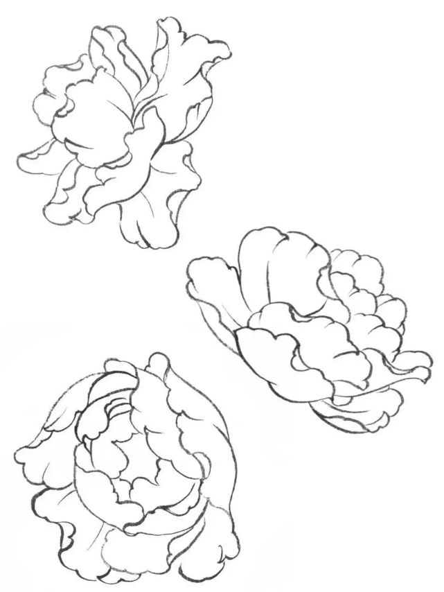 牡丹白描怎么画?分步骤图解示范教你画,收藏起来临摹学习