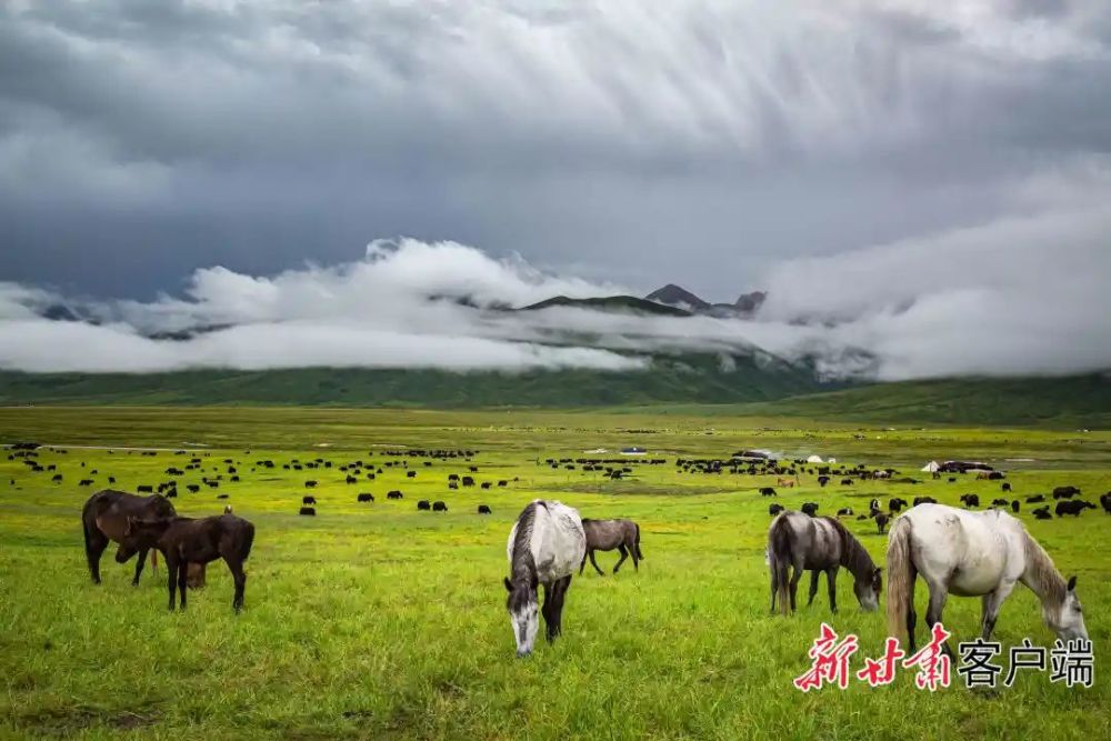 甘南:绿水青山筑起生态屏障