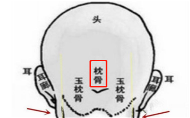 老祖宗口中的"九龙骨"是指