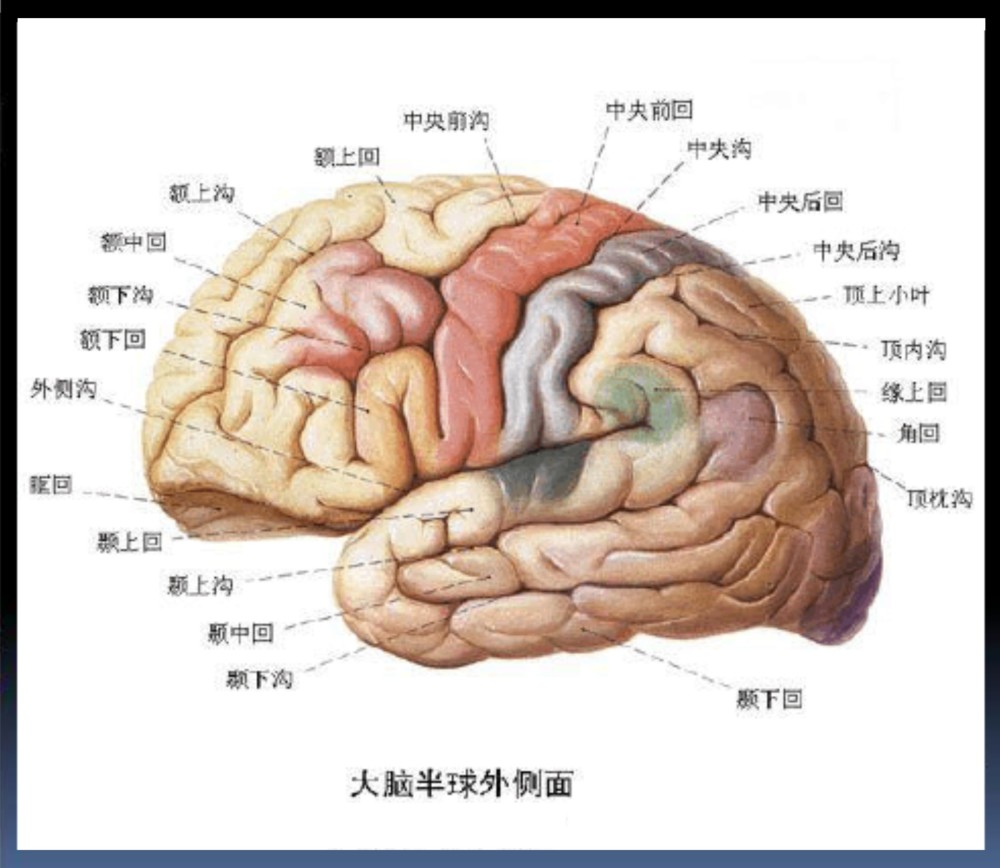 就需要大量输送能量和清理垃圾的组织结构,没有这些,大脑的高级指挥